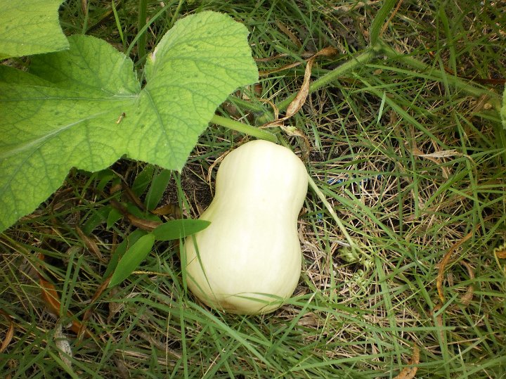 butternut pumpkin.jpg - Butternut pumpkin